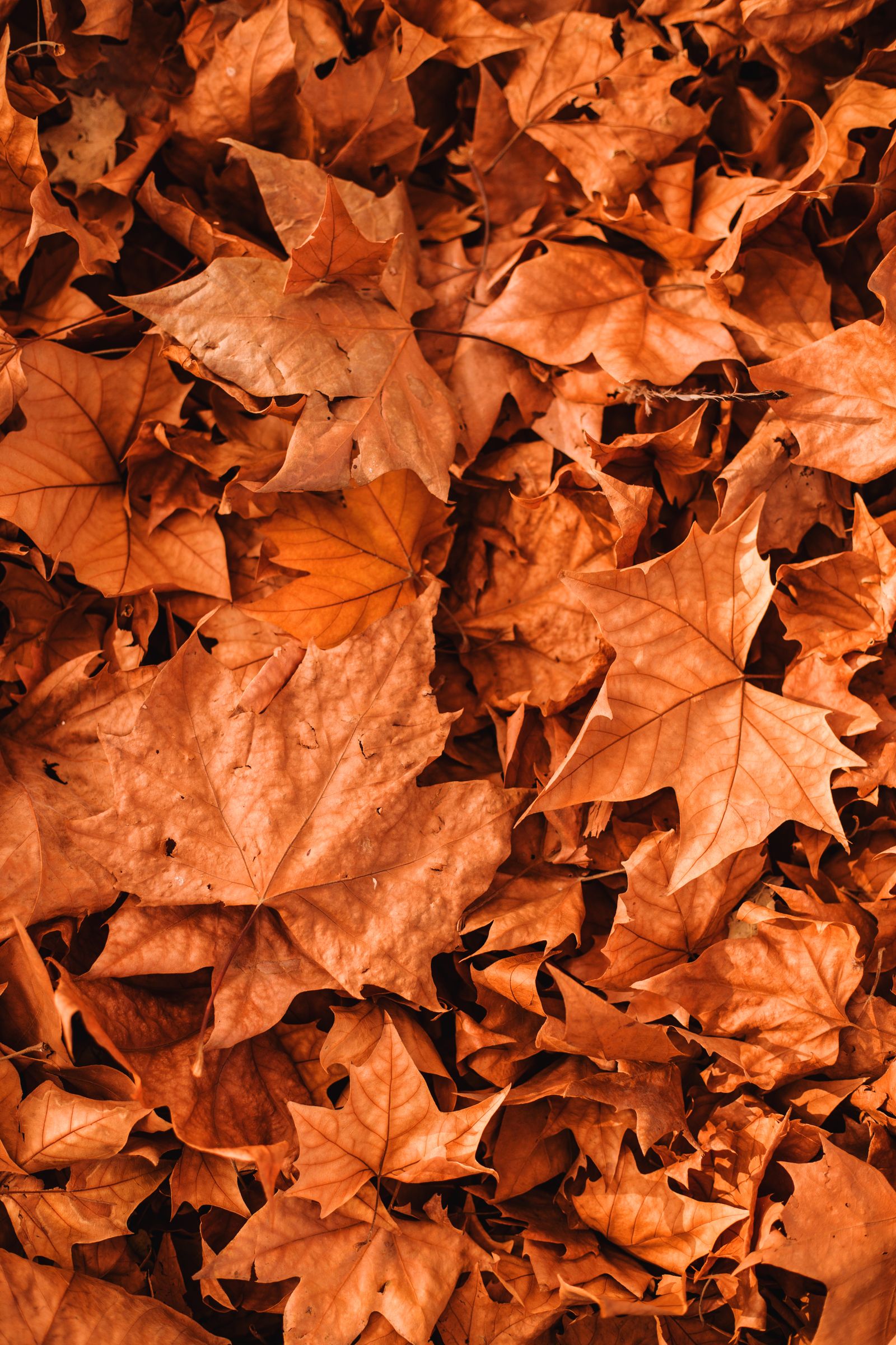 Why Fall Leaf Removal Matters for Your Lawn